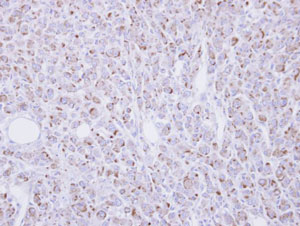 Immunohistochemistry (Formalin/PFA-fixed paraffin-embedded sections) - Anti-DRAGON antibody (AB96727)