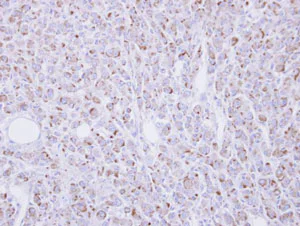 Immunohistochemistry (Formalin/PFA-fixed paraffin-embedded sections) - Anti-DRAGON antibody (AB96727)