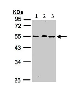 Western blot - Anti-DRAGON antibody (AB96727)