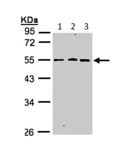Western blot - Anti-DRAGON antibody (AB96727)