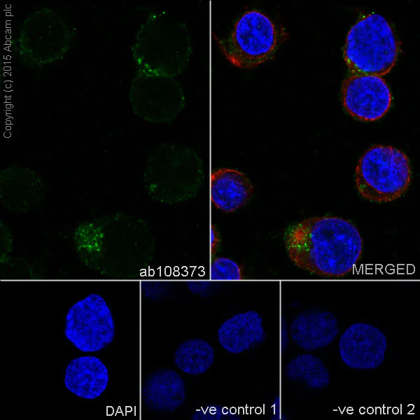 Immunocytochemistry/ Immunofluorescence - Anti-DRAK2 antibody [EPR3163Y] (AB108373)