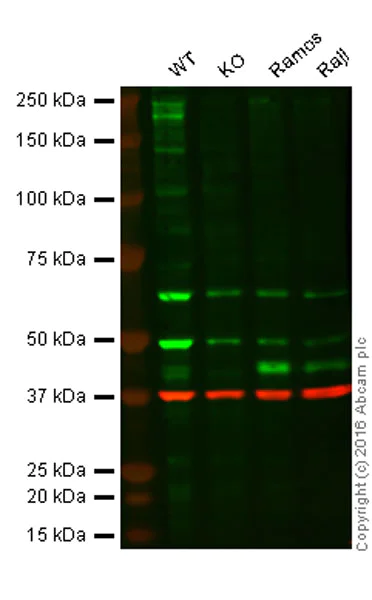 Western blot - Anti-DRAK2 antibody [EPR3163Y] (AB108373)