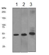 Western blot - Anti-DRAK2 antibody [EPR3163Y] - BSA and Azide free (ab201323), expandable thumbnail