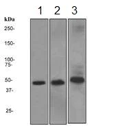 Western blot - Anti-DRAK2 antibody [EPR3163Y] - BSA and Azide free (AB201323)