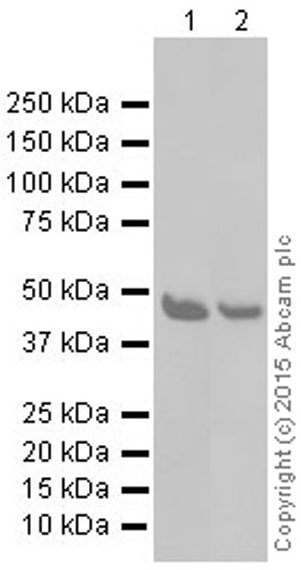 Western blot - Anti-DRAK2 antibody [EPR3163Y] - BSA and Azide free (AB201323), expandable thumbnail