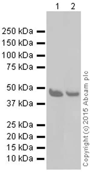 Western blot - Anti-DRAK2 antibody [EPR3163Y] - BSA and Azide free (AB201323)