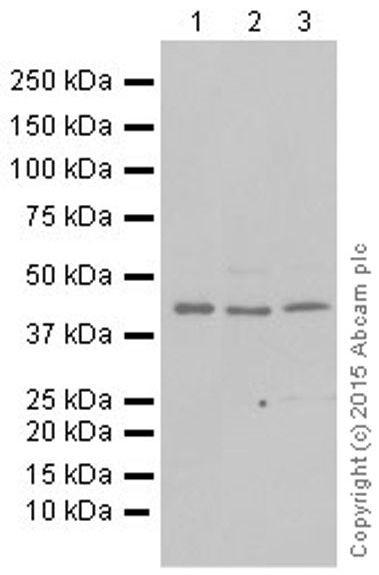 Western blot - Anti-DRAK2 antibody [EPR3163Y] - BSA and Azide free (AB201323), expandable thumbnail