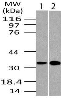 Western blot - Anti-DRAM antibody (AB208160)