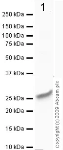 Western blot - Anti-DRAM antibody [M3-P4B4] (AB64739)