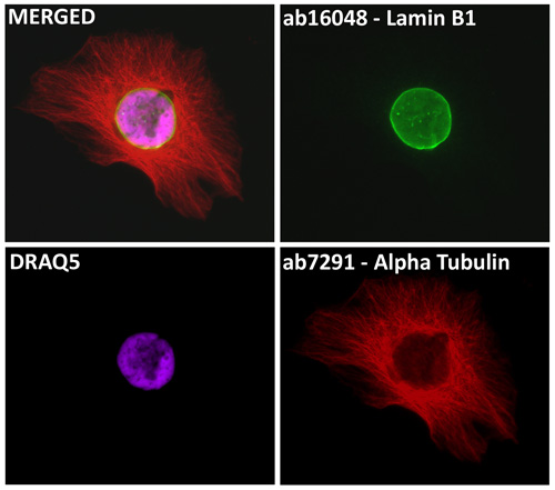 Immunocytochemistry/ Immunofluorescence - DRAQ5™ (AB108410), expandable thumbnail