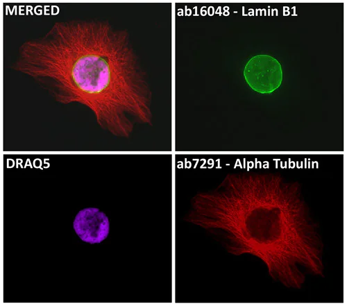 Immunocytochemistry/ Immunofluorescence - DRAQ5™ (AB108410)
