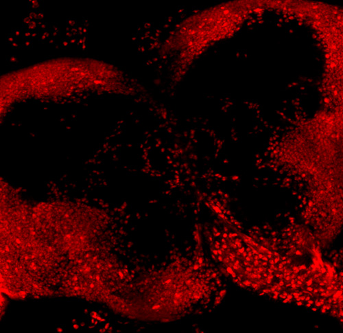 Immunocytochemistry/ Immunofluorescence - DRAQ5™ (AB108410), expandable thumbnail