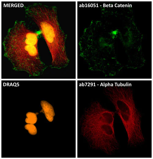Immunocytochemistry/ Immunofluorescence - DRAQ5™ (AB108410)
