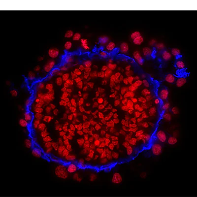 Immunohistochemistry (Frozen sections) - DRAQ7™ (AB109202)