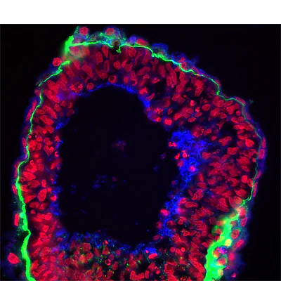 Immunohistochemistry (Frozen sections) - DRAQ7™ (AB109202)