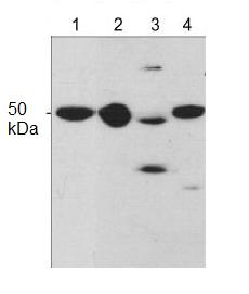 Western blot - Anti-Draxin antibody (AB119707)