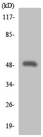 Western blot - Anti-DRD4 antibody (AB135978)