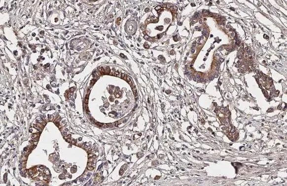 Immunohistochemistry (Formalin/PFA-fixed paraffin-embedded sections) - Anti-DRD4 antibody [HL2851] - BSA and Azide free (AB325852)