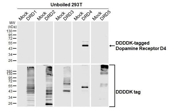 Western blot - Anti-DRD4 antibody [HL2851] - BSA and Azide free (AB325852)