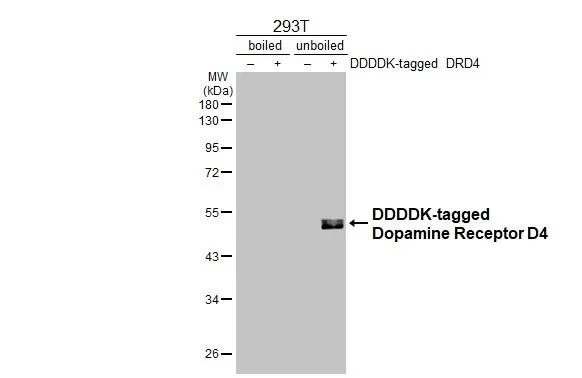 Western blot - Anti-DRD4 antibody [HL2851] - BSA and Azide free (AB325852)