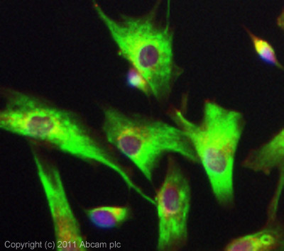 Immunocytochemistry/ Immunofluorescence - Anti-DRD5 antibody (AB32620)
