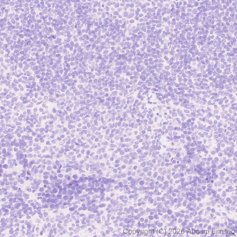 Immunohistochemistry (Formalin/PFA-fixed paraffin-embedded sections) - Anti-DRD5 antibody [EPR30939-63] (AB326718)