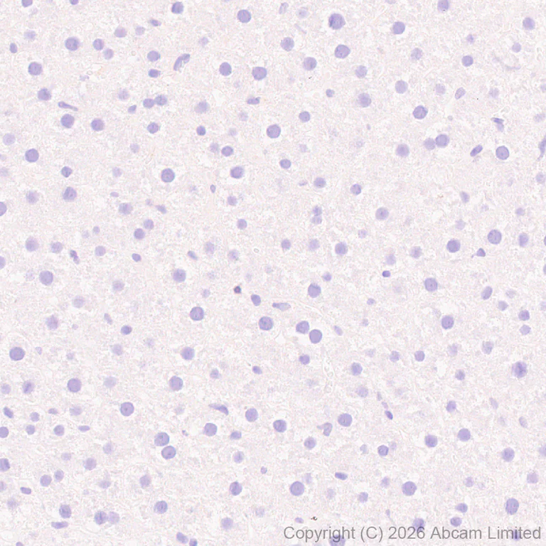 Immunohistochemistry (Formalin/PFA-fixed paraffin-embedded sections) - Anti-DRD5 antibody [EPR30939-63] (AB326718)