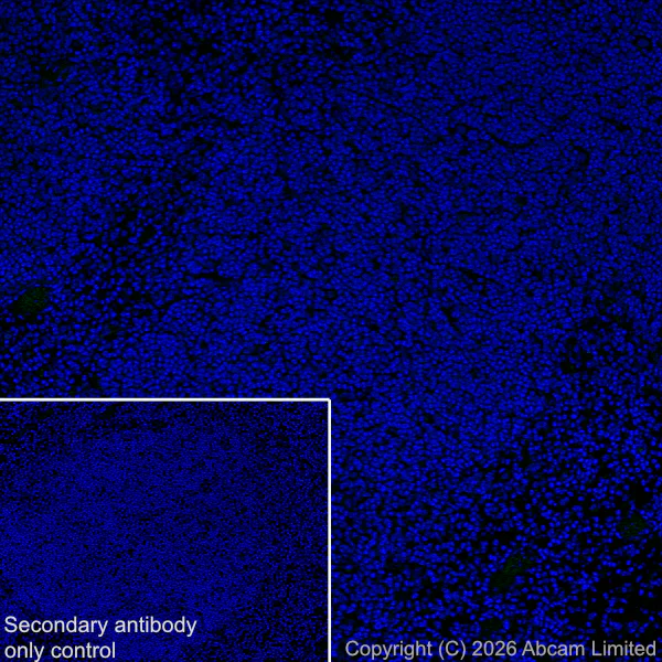 Immunohistochemistry (Frozen sections) - Anti-DRD5 antibody [EPR30939-63] (AB326718)