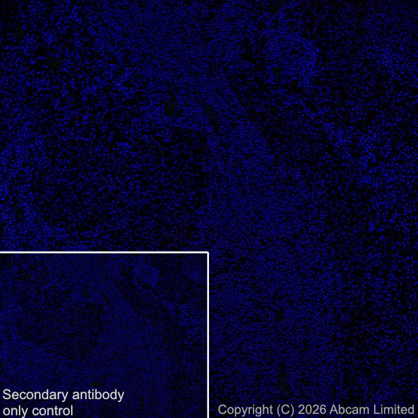 Immunohistochemistry (Frozen sections) - Anti-DRD5 antibody [EPR30939-63] (AB326718)