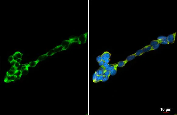 Immunocytochemistry/ Immunofluorescence - Anti-DRD5 antibody [HL3081] - BSA and Azide free (AB325853)