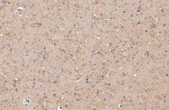 Immunohistochemistry (Formalin/PFA-fixed paraffin-embedded sections) - Anti-DRD5 antibody [HL3081] - BSA and Azide free (AB325853)
