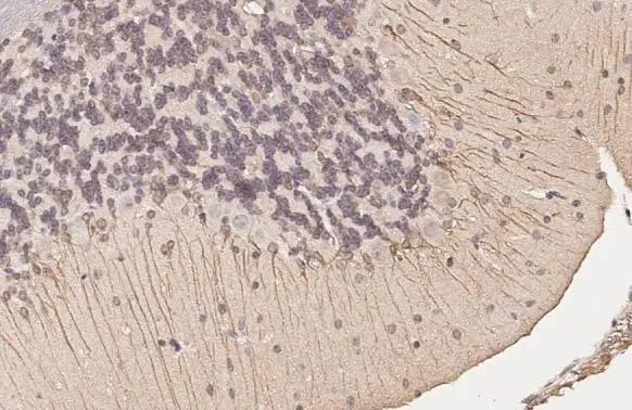 Immunohistochemistry (Formalin/PFA-fixed paraffin-embedded sections) - Anti-DRD5 antibody [HL3081] - BSA and Azide free (AB325853)