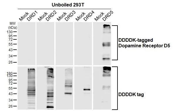Western blot - Anti-DRD5 antibody [HL3081] - BSA and Azide free (AB325853)