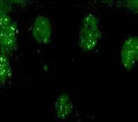 Immunocytochemistry/ Immunofluorescence - Anti-DREAM antibody (AB3474)