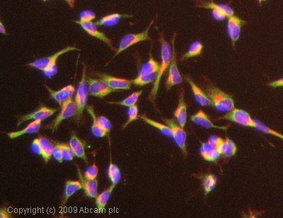 Immunocytochemistry/ Immunofluorescence - Anti-DREAM antibody (AB61770)