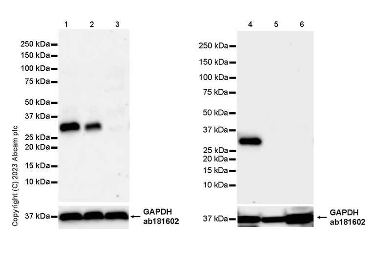 Western blot - Anti-DREAM antibody [K66/38] (AB313394)