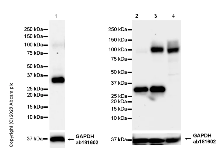 Western blot - Anti-DREAM antibody [K66/38] (AB313394)