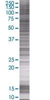 SDS-PAGE - DREAM overexpression 293T lysate (whole cell) (AB94275)