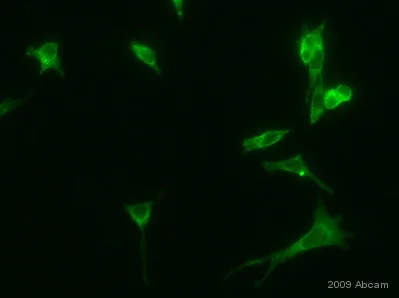 Immunocytochemistry/ Immunofluorescence - Anti-Drebrin antibody (AB11068)