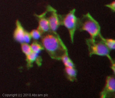 Immunocytochemistry/ Immunofluorescence - Anti-Drebrin antibody (AB11068)