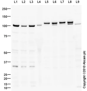 Western blot - Anti-Drebrin antibody (AB60933)
