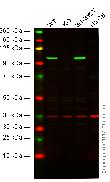 Anti-Drebrin antibody