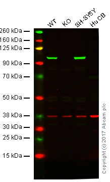 Western blot - Anti-Drebrin antibody (AB60933)