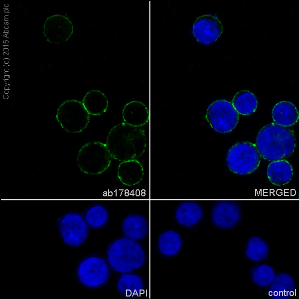 Immunocytochemistry/ Immunofluorescence - Anti-Drebrin antibody [EPR12634] (AB178408), expandable thumbnail