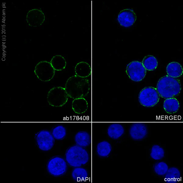 Immunocytochemistry/ Immunofluorescence - Anti-Drebrin antibody [EPR12634] (AB178408)