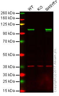 Western blot - Anti-Drebrin antibody [EPR12640(B)] (AB176318)