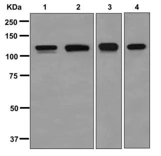 Western blot - Anti-Drebrin antibody [EPR12640(B)] - BSA and Azide free (AB249903)