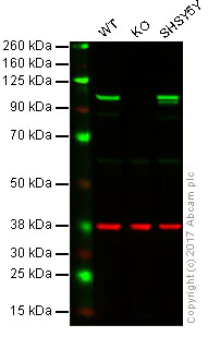 Western blot - Anti-Drebrin antibody [mAbcam60932] (AB60932)