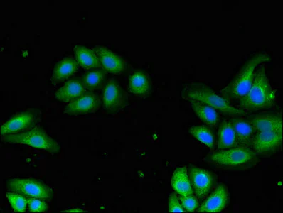 Immunocytochemistry/ Immunofluorescence - Anti-DRG1 antibody (AB236958)
