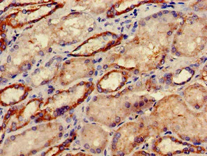 Immunohistochemistry (Formalin/PFA-fixed paraffin-embedded sections) - Anti-DRG1 antibody (AB236958)